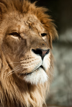 lion