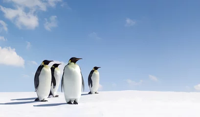 Crédence en verre imprimé Antarctique Pingouins