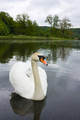 swan on lake