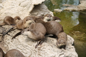 Fischotter 14