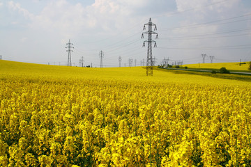 Rape field and the transmission towers