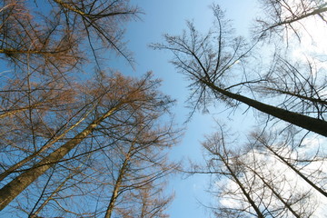 Under Trees