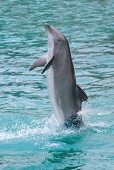 Grand dauphin se dressant hors de l'eau avec sa caudale