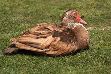 Muscovy Duck