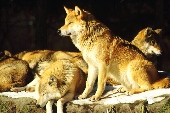 Wolfsrudel