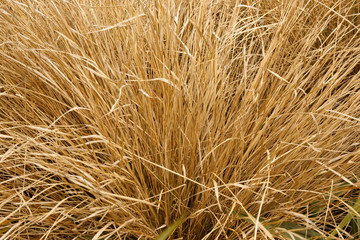 Dried grass