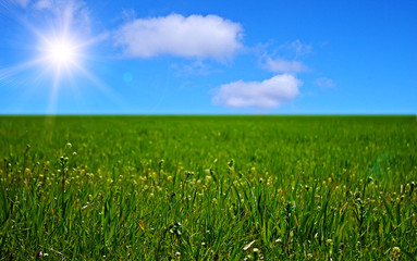 Obraz premium Beautiful sunny field