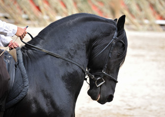 cheval frison monté © cynoclub