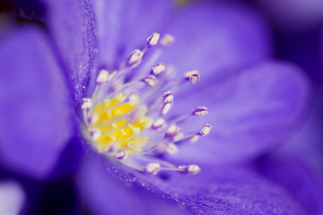 Abstract of the violet flower