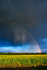 Sonnenblumenfeld mit Regenbogen