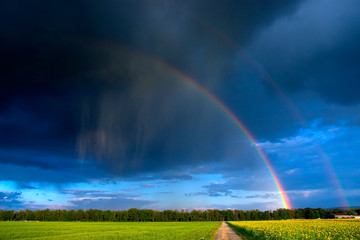 Sonnenblumenfeld mit Regenbogen