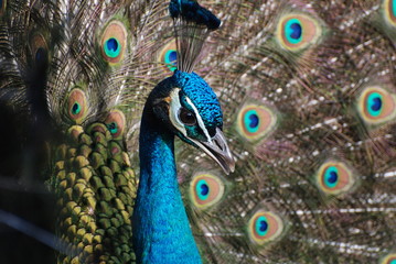 Fototapeta na wymiar Peacock close