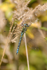 Libelle Herbst blau