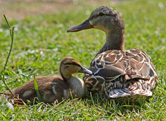 Duckling and Mother