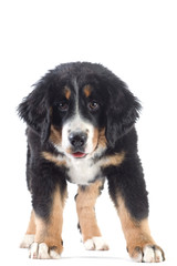 young bernese mountain dog isolated