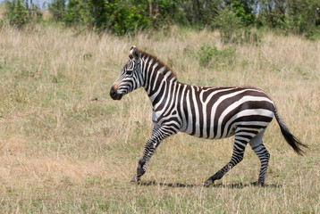 Fototapeta na wymiar działa zebra, Masai Mara, Kenia