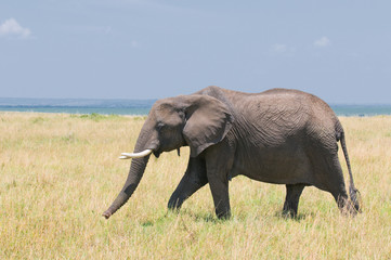 Fototapeta na wymiar old elephant