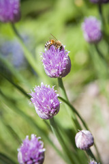 Honey Beeon Purple Chive Bloom
