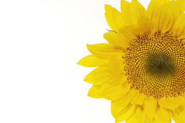 Naklejka premium Section of a sunflower