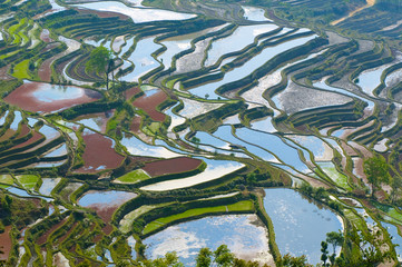 rice terraces of yuanyang,  yunnan, china