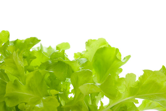 bordure salade verte isolée sur fond blanc