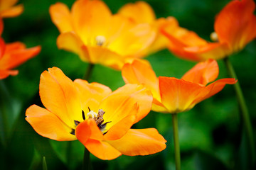 Fototapeta na wymiar Many tulips in the garden