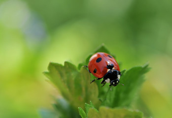 Ladybug