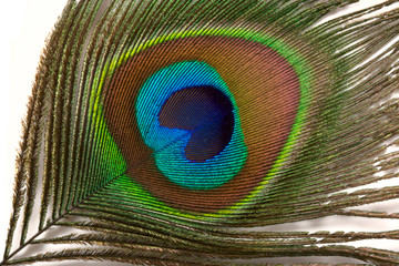 Peacock feather close up