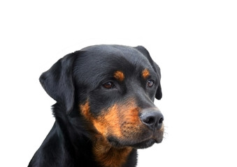 Rottweiler