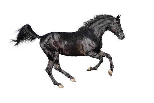 galloping black stallion isolated on white