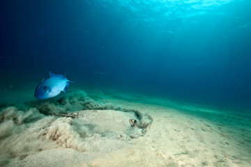 Obraz na płótnie Canvas ocean, sun and porcupine ray
