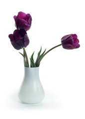 bouquet of violet  tulips on white background