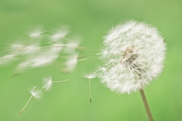 Fototapeta premium dandelion