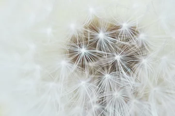 Rolgordijnen dandelion © Ivan Kmit