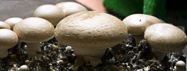mushrooms