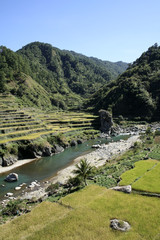 Fototapeta na wymiar rice terraces of the northern philippines