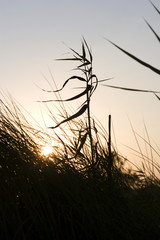 Reeds in the evening sun