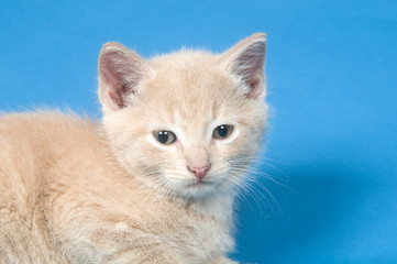 Yellow kitten on blue