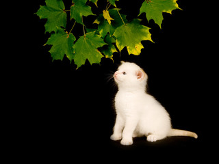 White kitten and leaves