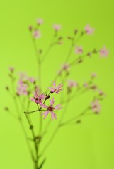 sil&egrave;ne fleur de coucou