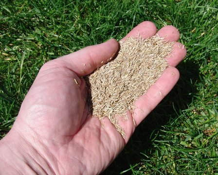 gras