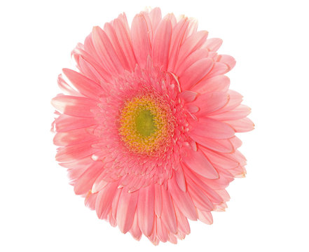 light pink daisy