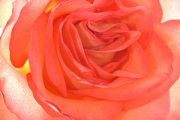 Fototapeta na wymiar beautiful orange rose macro