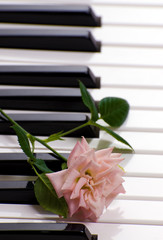 Piano With Rose