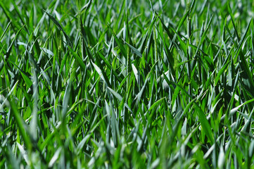 Weizen Gras Feld Landwirtschaft