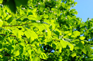 Obraz premium zielone liście, płytkie skupienie, liście limonki
