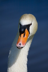 Obraz premium Ritratto di Cigno