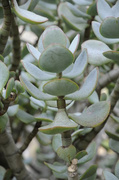 Pfennigbaum