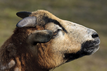 Capra