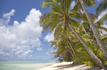 Coconut Palms on Tropical Beach